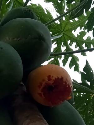 Birds love our Organic Papaya