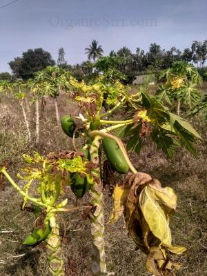Organic Papaya - Diseases are deadly