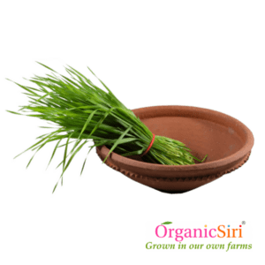 Organic Wheatgrass