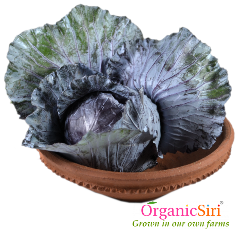Cabbage Red 1pc 1 Organic Red Cabbage