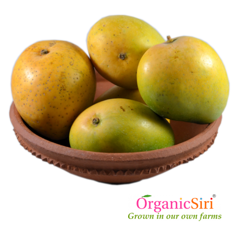 Mango Banginapalli 1 Organic Banginapalli Mango