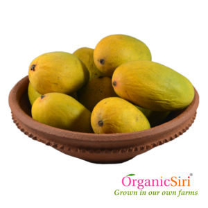 Mango Dasheri