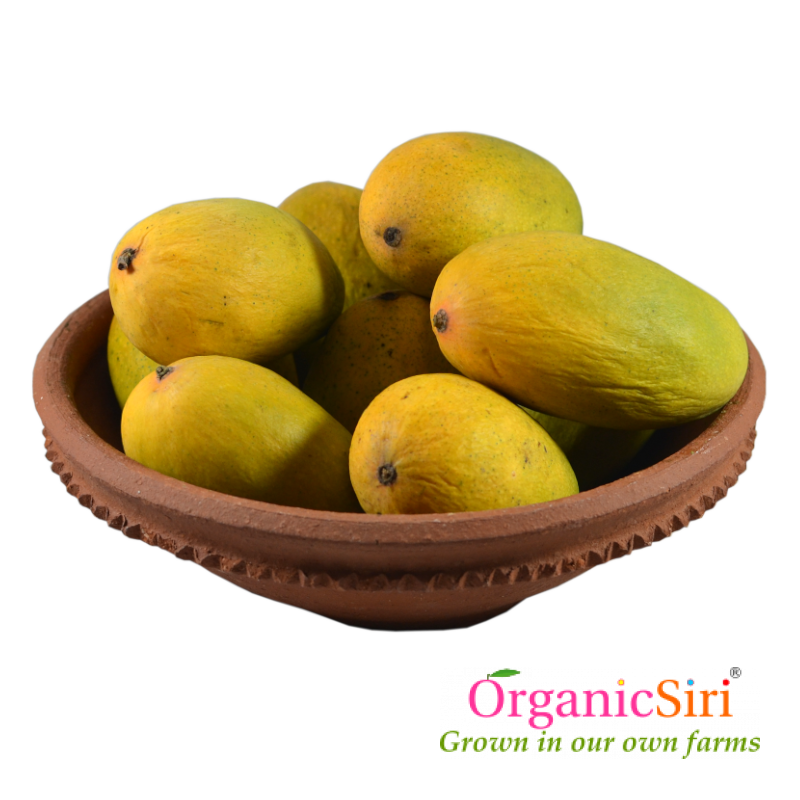 Mango Dasheri 1 Mango Dasheri