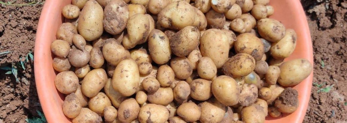 Organic Potato Sowing in full swing 3 Organic Potato Seed