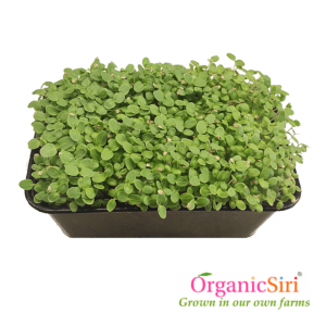 Organic Microgreens