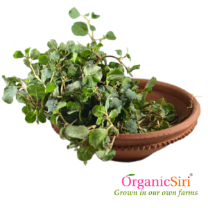 Organic Erra Galijeru