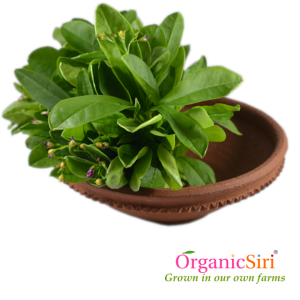 Ceylon Bachali