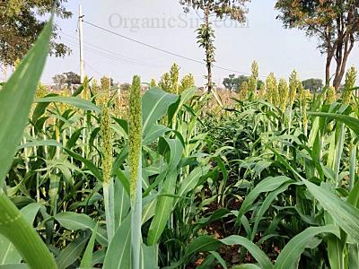 Eventful Organic Farming in 2023 - a quick rear view 2 New jowar crop