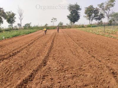 Eventful Organic Farming in 2023 - a quick rear view 3 Beds for leafy vegetables