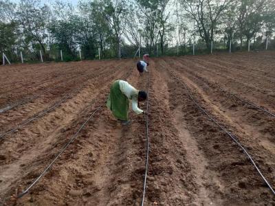 Sowing on beds with drip irrigation