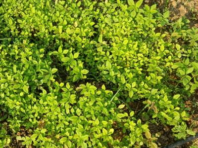 Best Leafy Vegetables: 3 Reasons to Rejoice with our Greens 3 Leafy Vegetables Crop