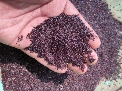 Best Leafy Vegetables: 3 Reasons to Rejoice with our Greens 2 Leafy Vegetables Seeds