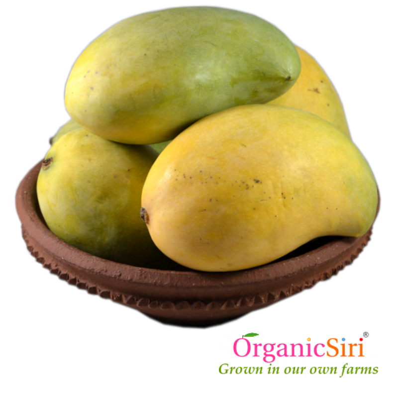 Mango Pedda Rasalu 1 Organic Peddarasalu Mango