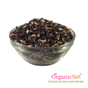 Healthy Rice Crop - Growth and Harvest of Aug 21 Crop 6 Organic Black Rice