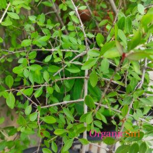 Gorintaku Leaf
