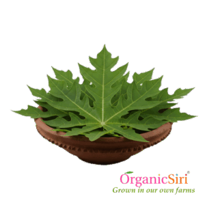 Papaya Leaf