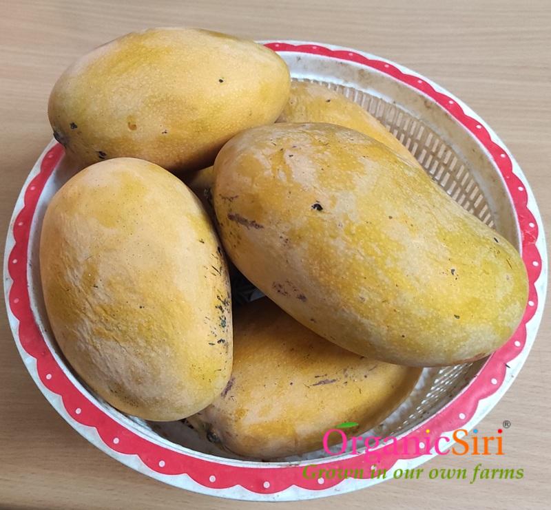 Mango Mallika 1 mallika